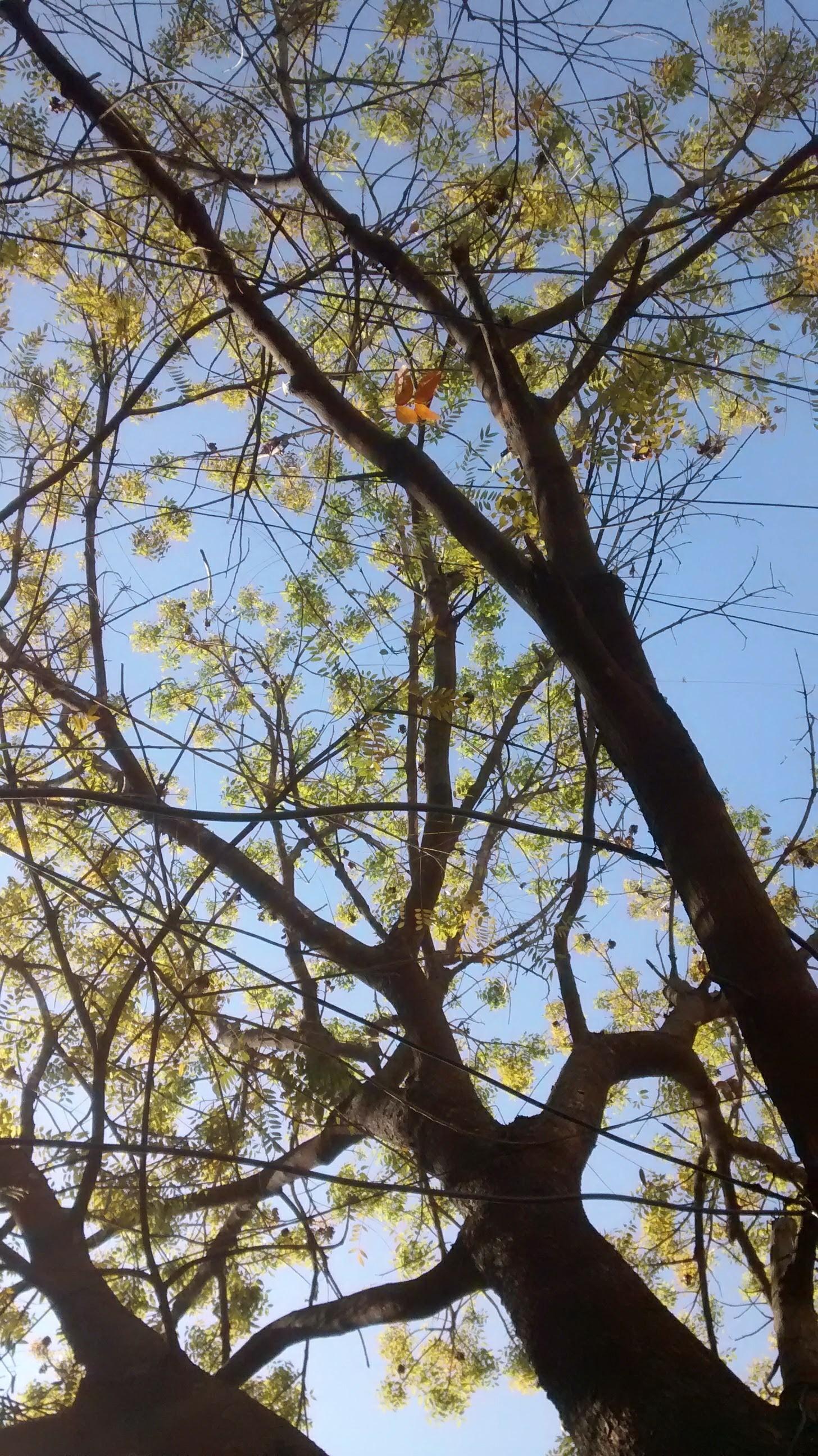 photo of the blue sky above branches of a tree